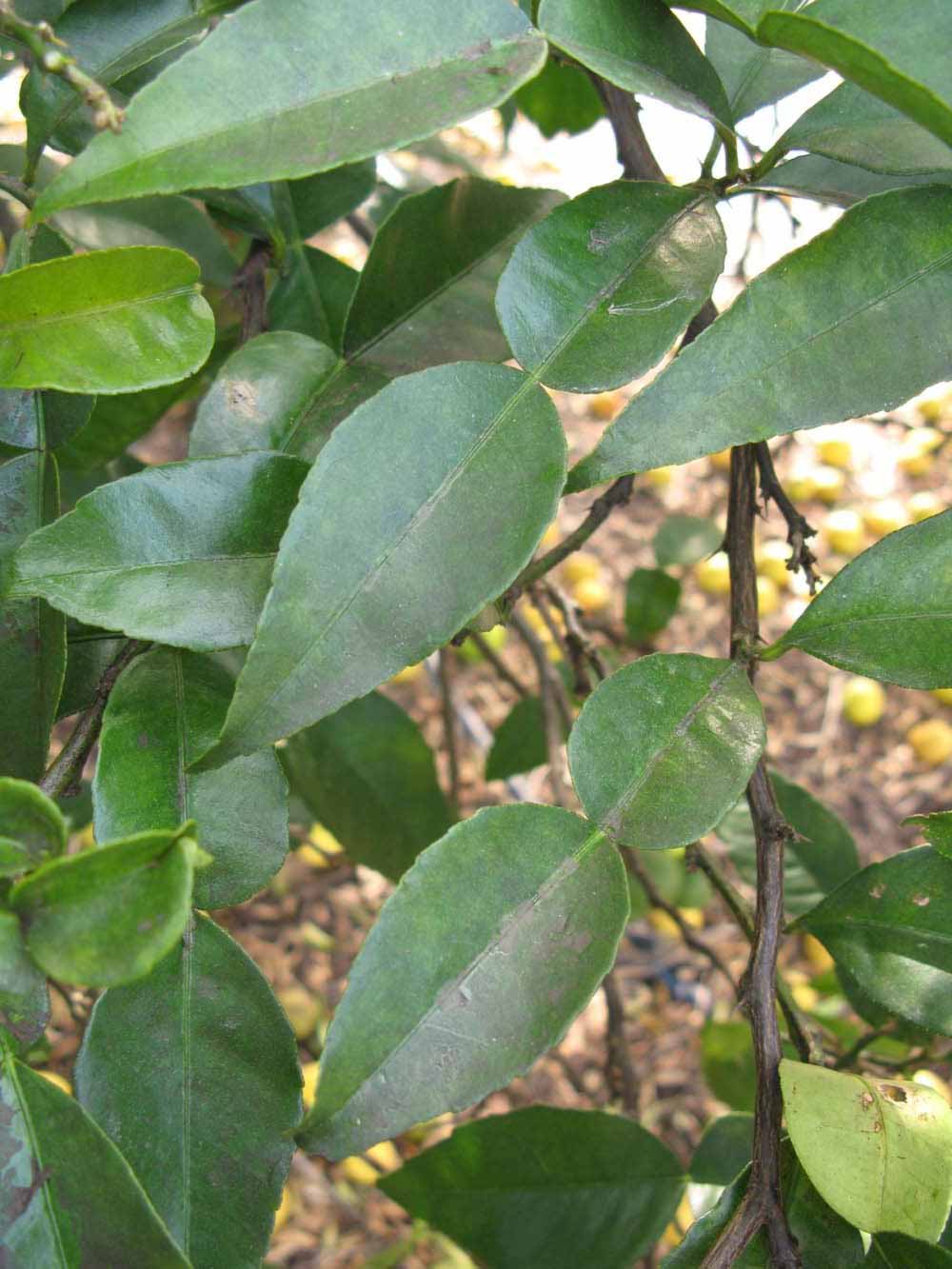            Shade leaves (Winter Haven, FL)   